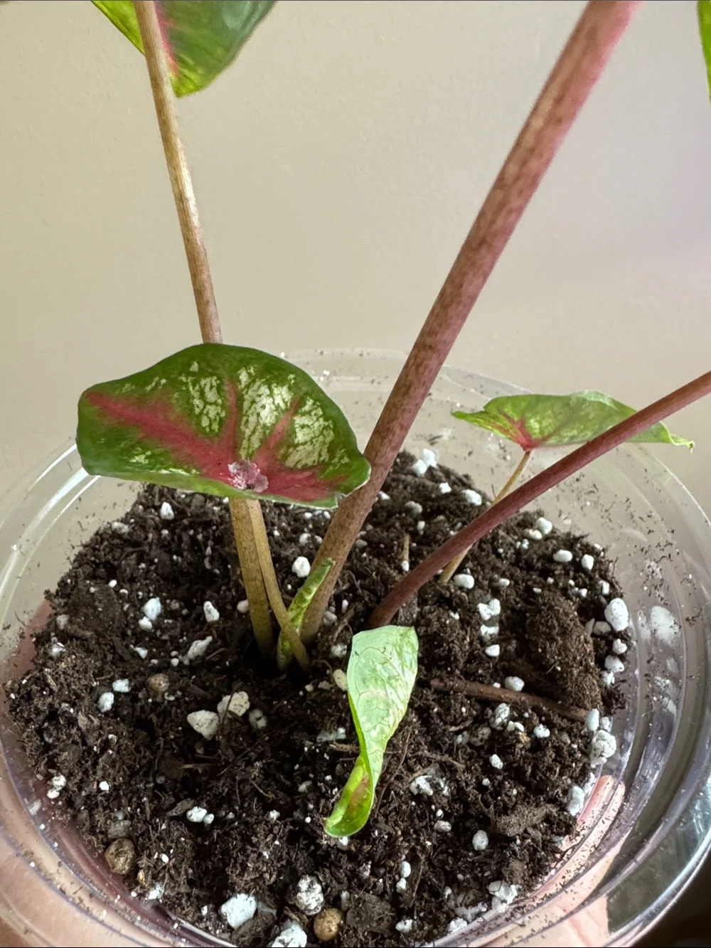 Caladium - Carolyn Whorton - Rooted